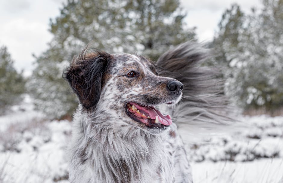 Cão pastor australiano se divertindo em um dia de inverno na Sierra Nevada.