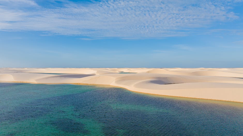 Elefante marinho descansando na praia de areia branca.
