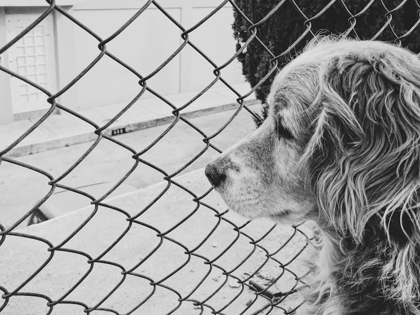 Um cachorro preto e branco olhando através de uma cerca de arame farpado.