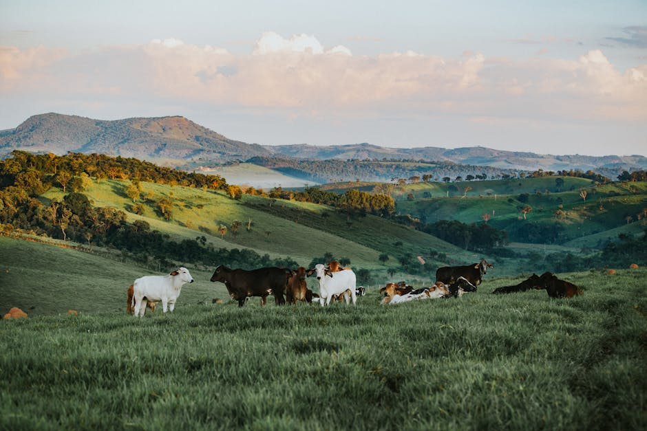 Uma paisagem tranquila com gado em campos verdes exuberantes e colinas ao fundo, Brasil, no estilo de Laudelino Vale Tudo.
