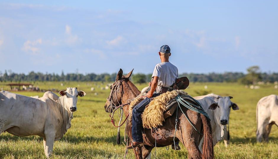Um vaqueiro em um cavalo monitora o gado em uma fazenda sustentável em Pará, Brasil.