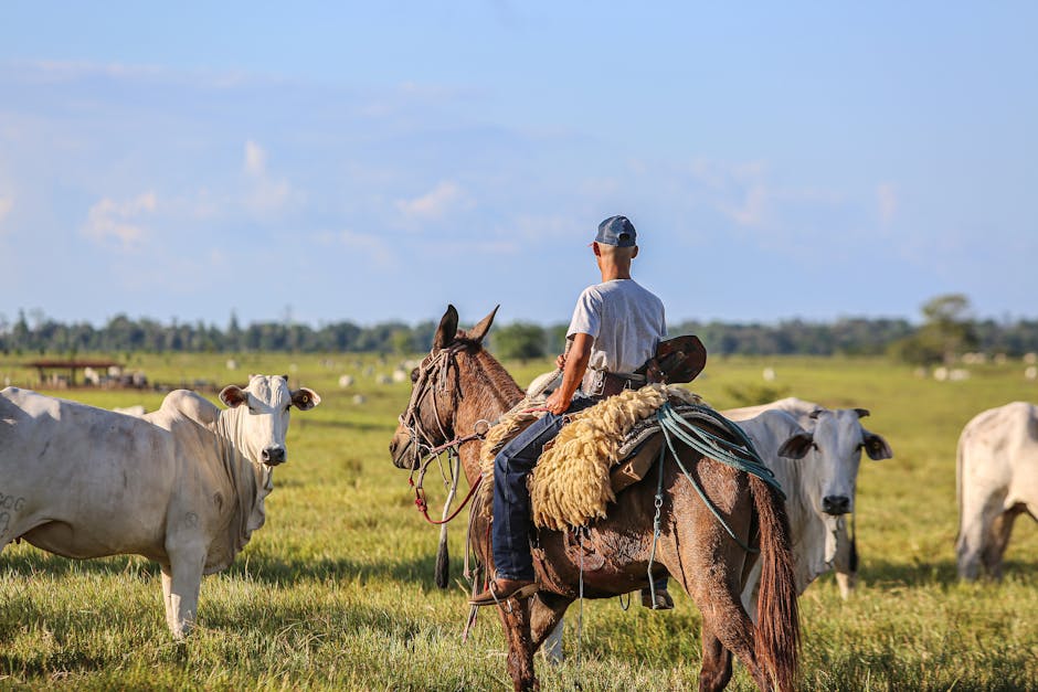 Um vaqueiro montado em um cavalo gerencia o gado em uma fazenda sustentável em Pará, Brasil.
