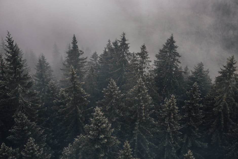 Retrato de André Silva em meio a uma floresta de pinheiros, em atmosfera misteriosa e densa.