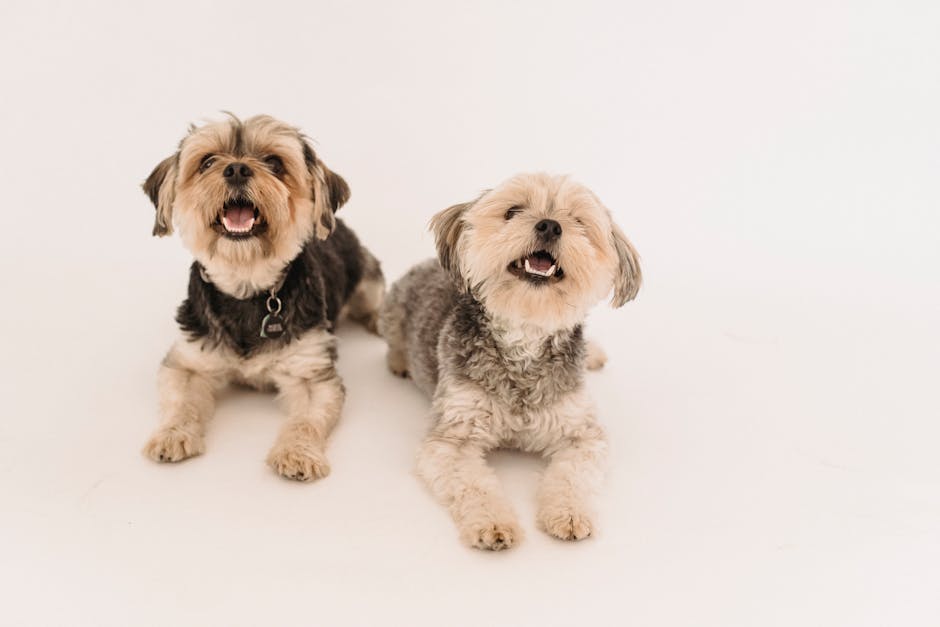 Duas adoráveis cachorrinhas Yorkshire Terrier brincando juntas em um fundo branco, mostrando sua natureza brincalhona e amigável.