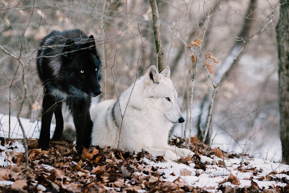 Dois lobos, um preto e um branco, em um ambiente de floresta nevada durante o jogo entre Bournemouth e Wolves.