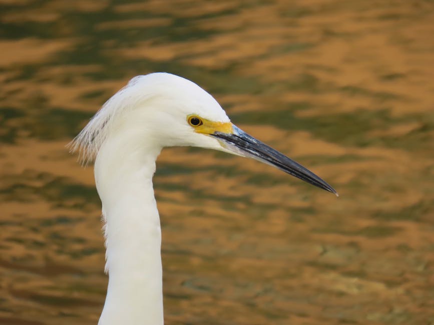 Retrato detalhado de uma Garça-branca ao lado de um corpo d'água em Torres, Rio Grande do Sul, Brasil.