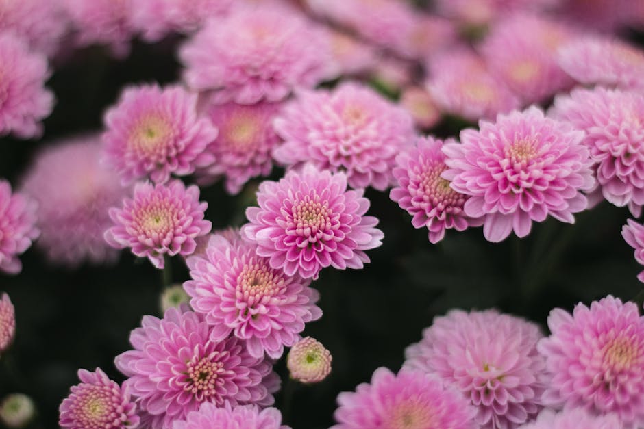 Crisântemos rosa vibrantes em plena floração, exibindo suas pétalas vivas ao ar livre em Holambra.
