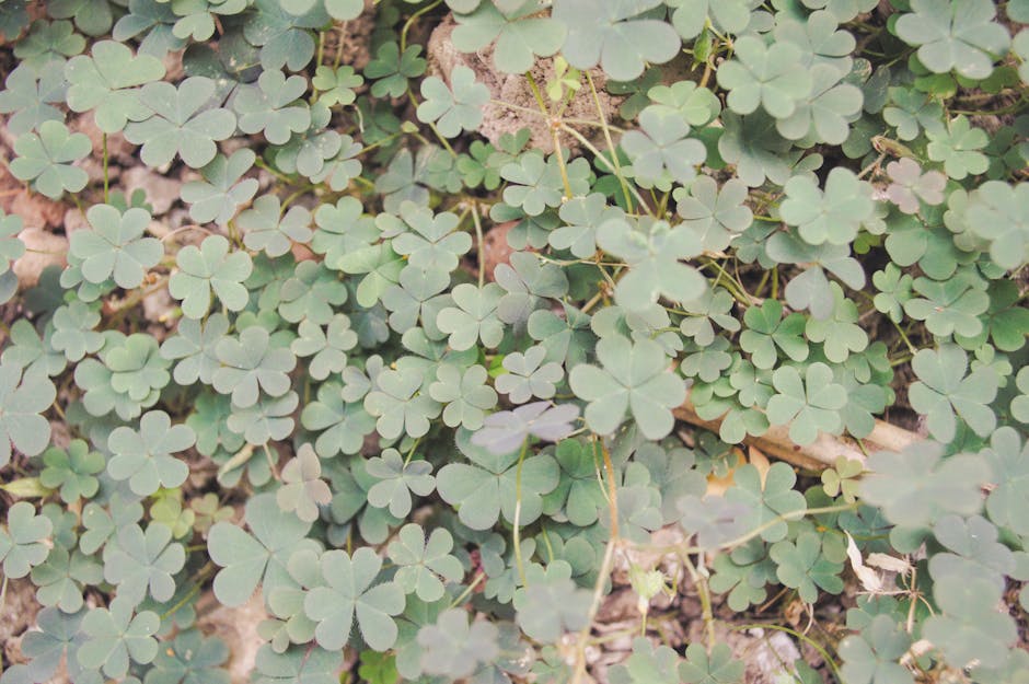 Capa do álbum de Roberta Miranda com flores vermelhas e fundo verde.