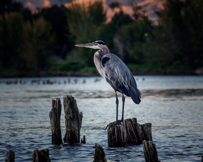 Pássaro azul majestoso pousado em um poste de madeira, refletindo no lago ao pôr do sol em Wenatchee, WA.